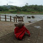 14 Pocker w sierocińcu dla słoni - Sri Lanka