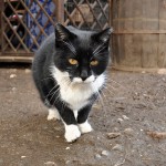 Radio Krakow - Klinika Zdrowego Chomika 1324