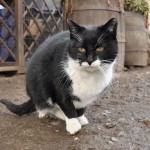 Radio Krakow - Klinika Zdrowego Chomika 1325