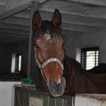 Radio Krakow - Klinika Zdrowego Chomika 1327