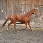 Radio Krakow - Klinika Zdrowego Chomika 1329