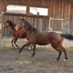 Radio Krakow - Klinika Zdrowego Chomika 1330