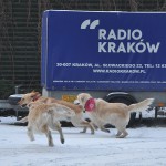 Radio Krakow Klinika Zdrowego Chomika 1386