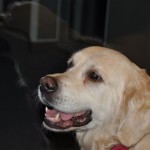 Radio Kraków Klinika Zdrowego Chomika 1647